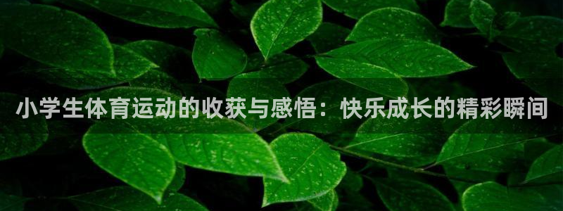 风速体育